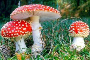 Amanita Muscaria (Foto: Jose Cuesta)