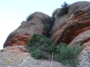 Xemeneia falcatascons (Foto: Martí)