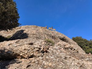 Les cabres en free solo